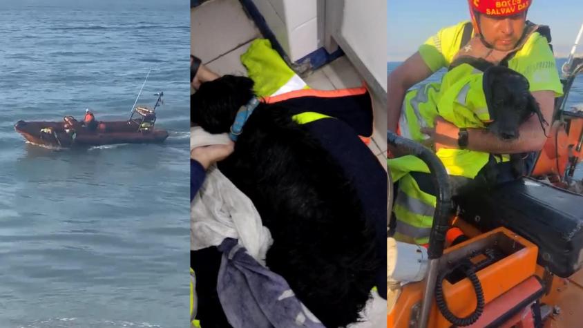 Voluntarios rescatan a perrito desde el mar en Valparaíso