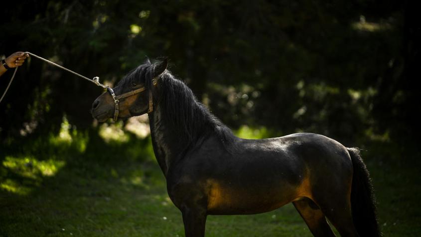 Piden vacunar a caballos “lo más rápido posible” en Argentina: Enfermedad podría afectar a los humanos