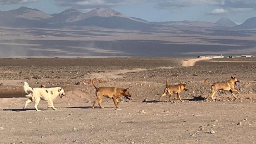 Denuncian nuevo ataque de perros asilvestrados en San Pedro de Atacama