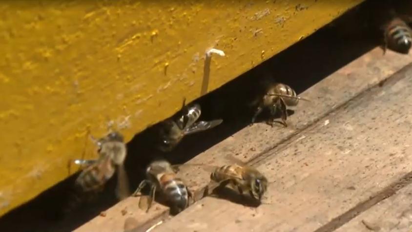 Murió tras picadura de abeja: Médicos llaman a tomar medidas rápidas ante signos de reacción alérgica