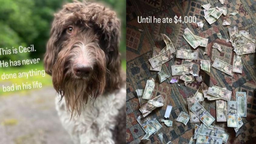 Perro se come 4 mil dólares en efectivo: Dueños recuperaron el dinero de desagradable manera