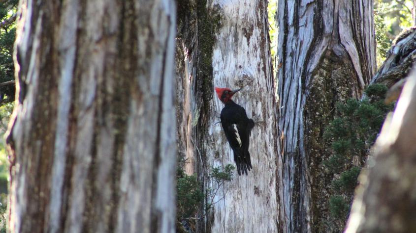 ¿Fanático de la naturaleza? Conoce las aves que puedes observar este verano