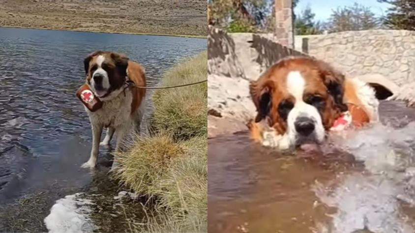 VIDEO | Conoce a "Taapaca", el perro San Bernardo que cuida el altiplano en Chile