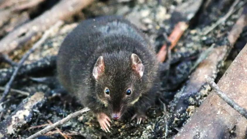 Este marsupial deja de dormir para tener hasta 14 horas de sexo: Después muere