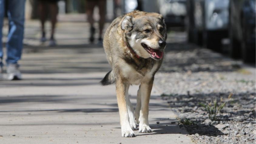 Adulta mayor fue atacada por sus propios perros en La Calera: Quedó con lesiones de mediana gravedad