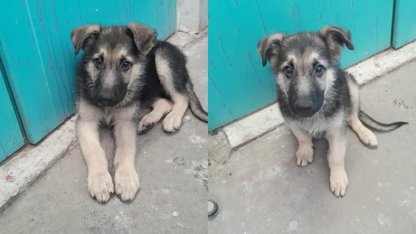 Metro de Santiago pide ayuda para encontrar a familia de cachorro perdido en estación Protectora de la Infancia