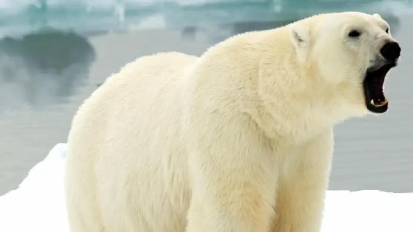 El cambio climático reduce el tamaño de grandes animales