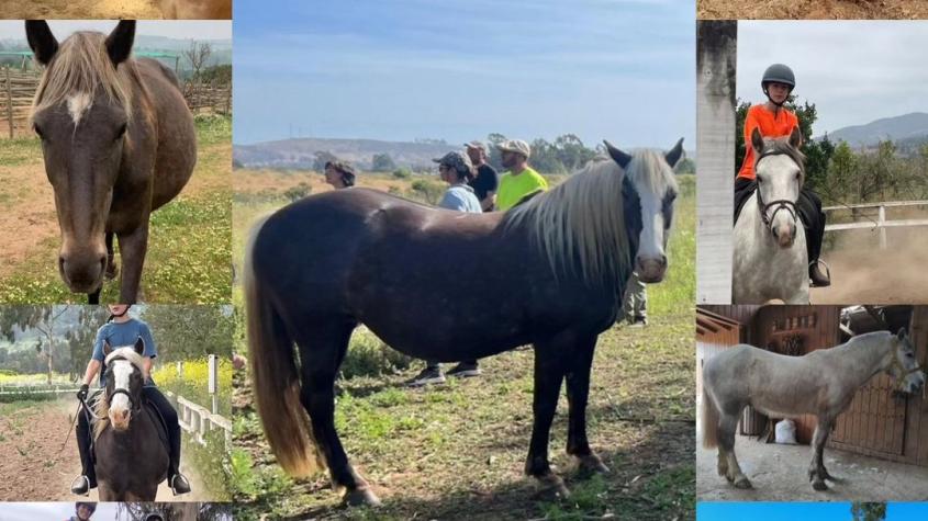 Desconocidos se robaron diez caballos en Puchuncaví: eran usados para equinoterapia y clases para niños