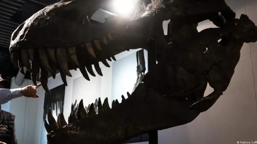 Fósiles de ejemplares de T. rex son de otros dinosaurios