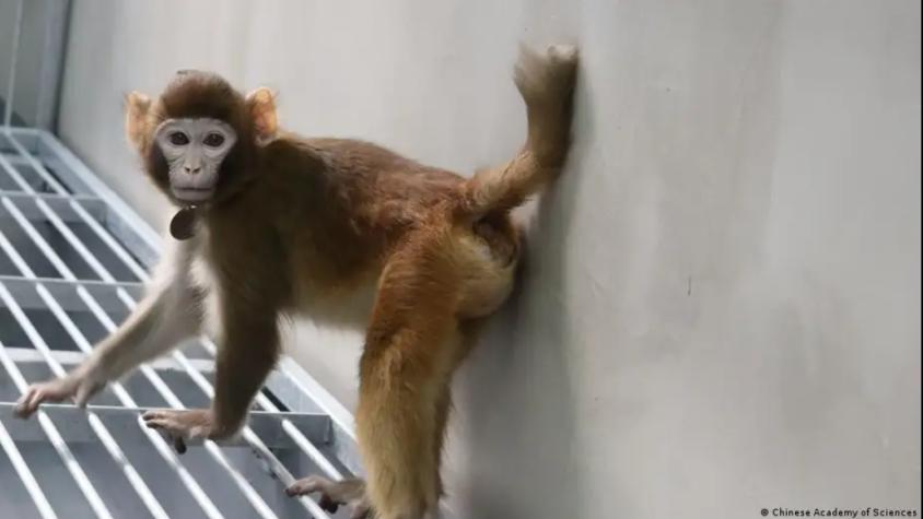 Científicos logran por primera vez que un mono rhesus clonado viva hasta la adultez