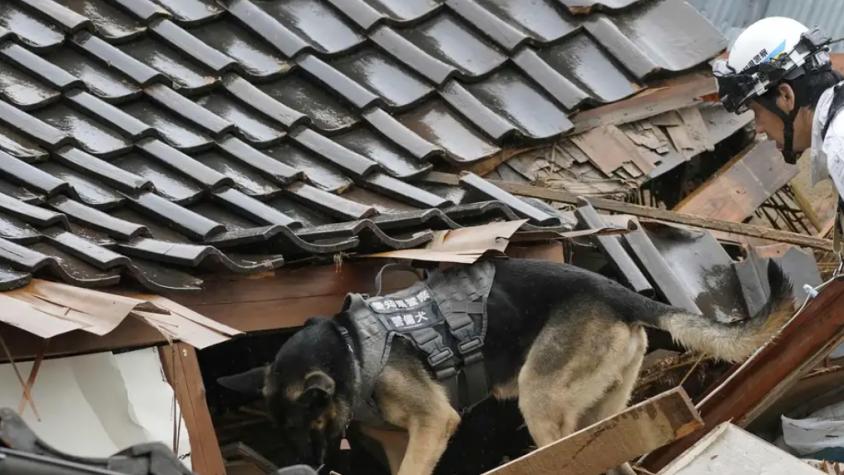 Perro salva a anciana en Japón 72 horas después de terremoto