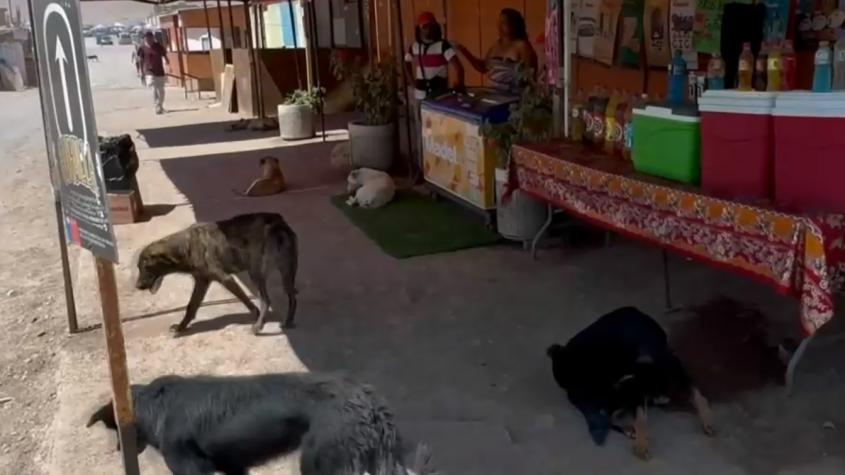 Edificio multa por dar de comer a los perros callejeros en Alto Hospicio