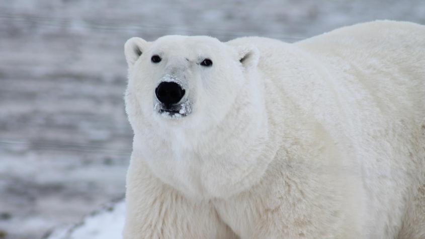 Murió oso polar producto de gripe aviar en Alaska: Es el primer caso registrado en el mundo