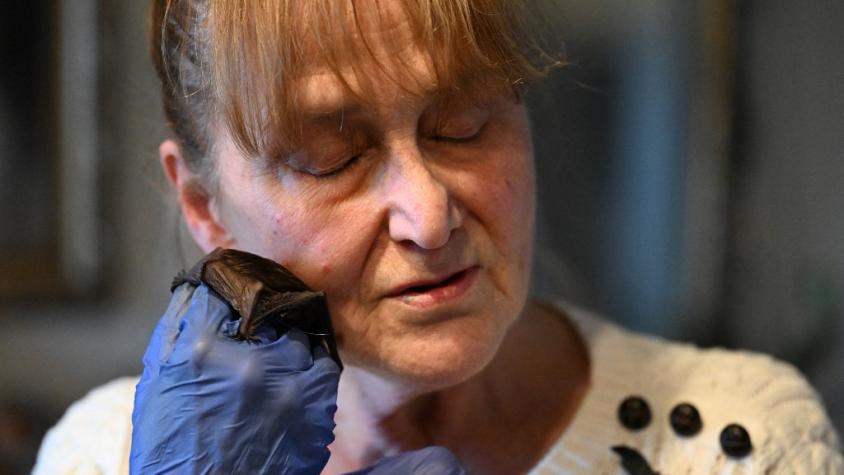 Una jubilada polaca convierte su casa en un asilo de murciélagos