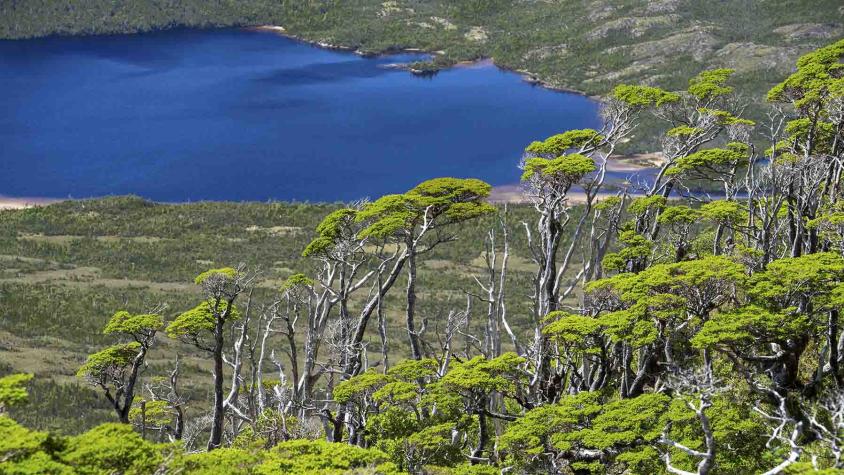 Venden "isla virgen" en el sur de Chile: ¿Se puede efectuar la compraventa de una tierra de este tipo?