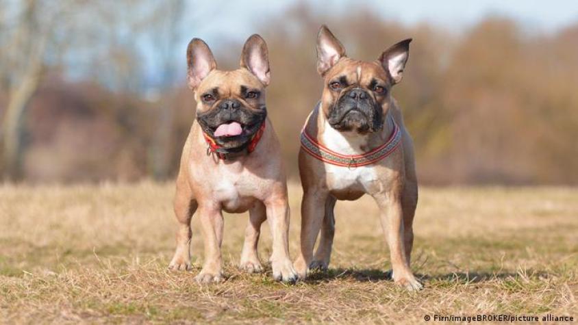 Estudio revela qué razas de perro viven más tiempo que otras