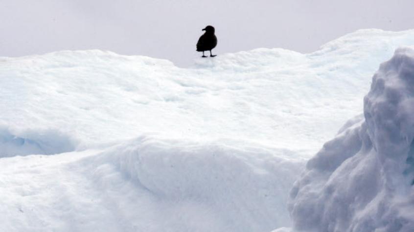Confirman llegada de gripe aviar a la Antártica: Hallaron aves muertas por la enfermedad