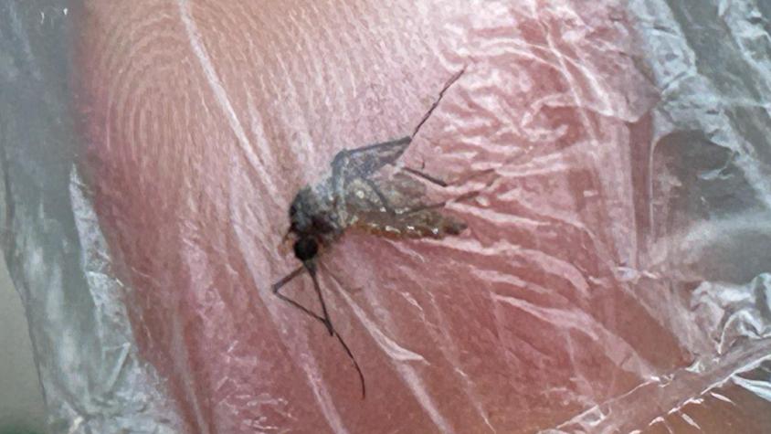 Explosivo aumento de casos de dengue: Cuál es la situación en Chile, síntomas y recomendaciones para viajeros