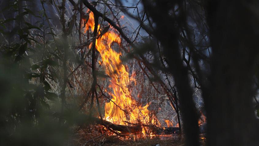 Alcaldesa de Villa Alemana aseguró que al menos 50 viviendas han sido afectadas por incendios