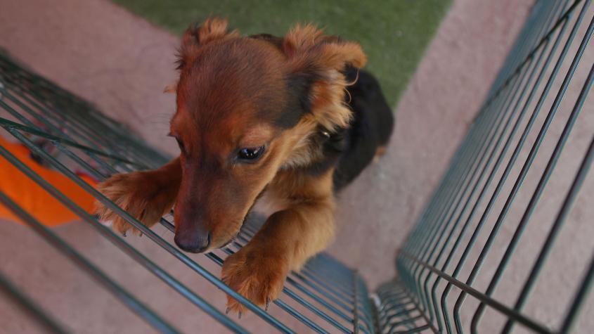 Jornada de adopción: ¿Cómo darles un hogar a los animalitos rescatados de los incendios en Valparaíso? Jornada de adopción: ¿Cómo darles un hogar a los animalitos rescatados de los incendios en Valparaíso?