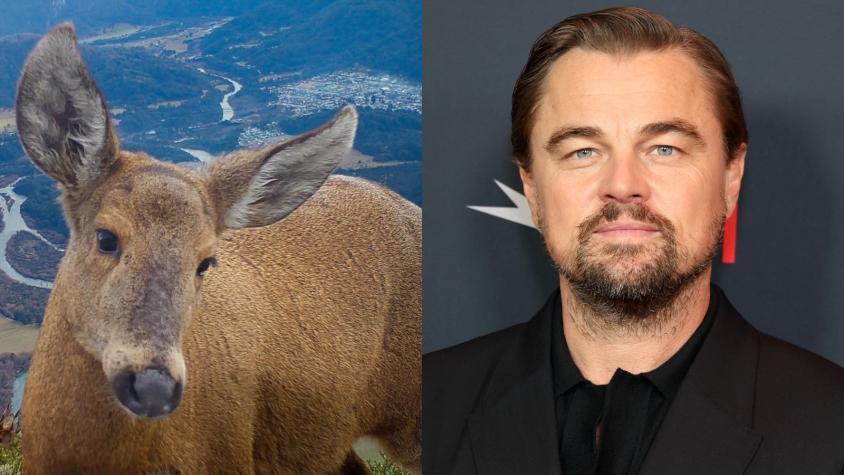 Leonardo DiCaprio visibilizó peligro de extinción del huemul y se llenó de elogios: “Chile te ama”