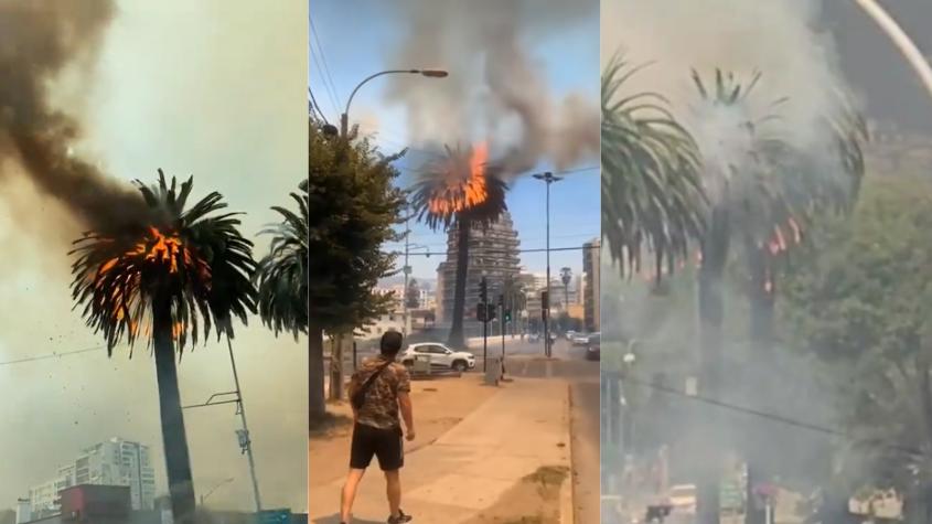 Fuego alcanza tradicionales palmeras del centro de Viña del Mar