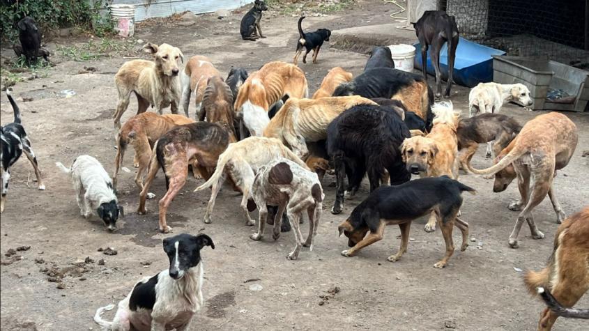 Fundación animalista de Curicó tenía más de 100 perros y gatos con desnutrición y otras enfermedades