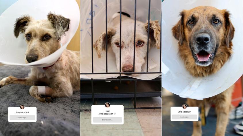Belén Soto fotografía perros víctimas del incendio para darlos en adopción 