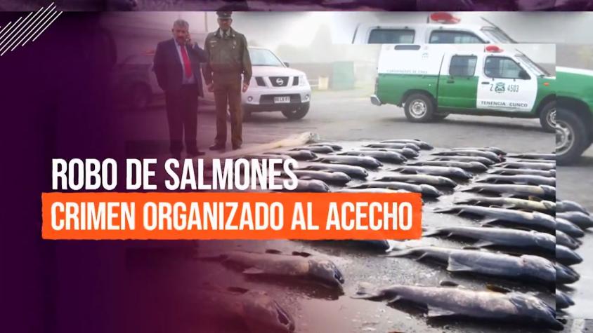 Reportajes T13 | La mafia del robo de salmón: Asaltos cada vez más violentos