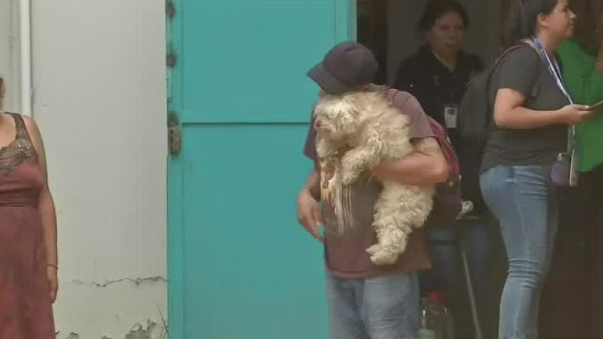 Las mascotas que siguen extraviadas tras la evacuación de los incendios forestales
