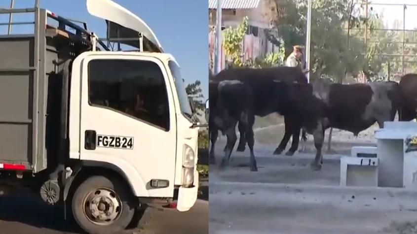 Camión que transportaba al menos 10 vacas chocó en Lo Espejo