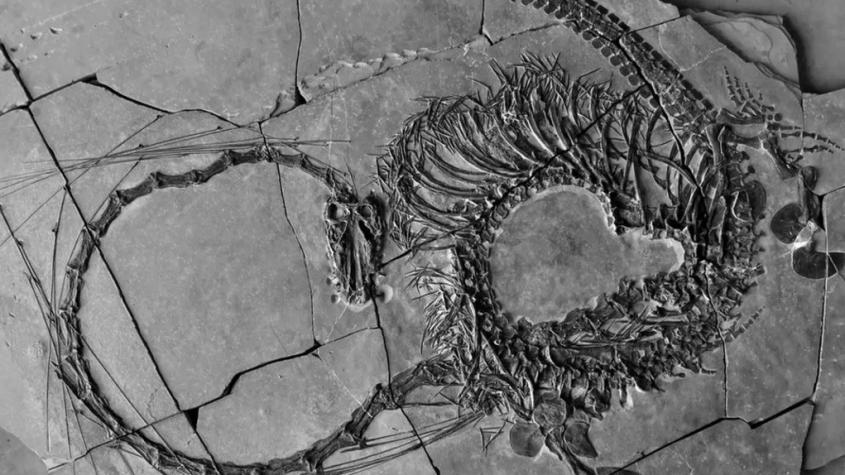 Hallan increíble fósil de "dragón" acuático que vivió hace unos 240 millones de años