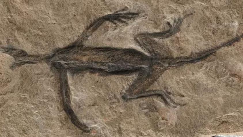 ¡Era falso! Famoso fósil de 280 millones de años resultó estar pintado