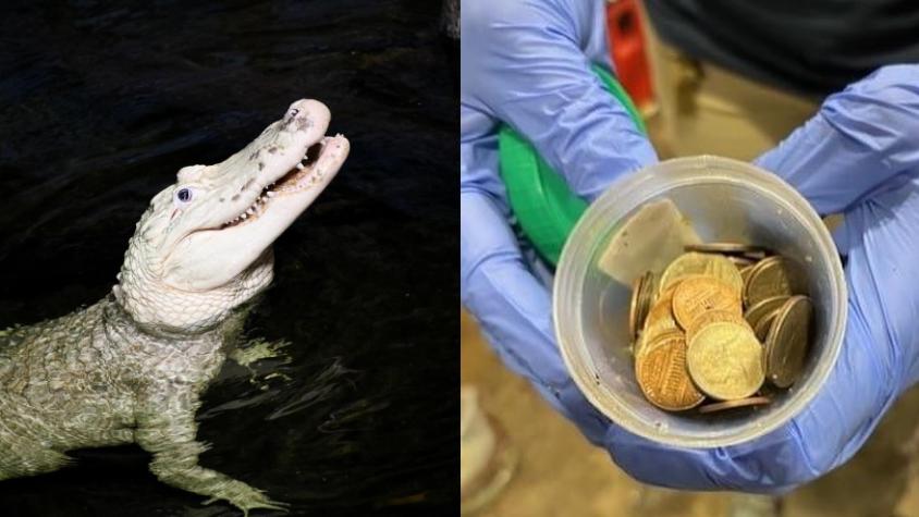 Extraen 70 monedas del estómago de un caimán en EE.UU: Se las lanzan para que se mueva