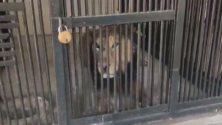 Hombre es devorado por un león en India: Entró a su jaula para tomarse una selfie con el felino