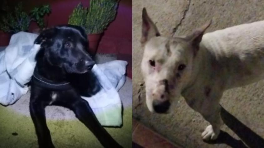 Difunden en redes sociales listado de mascotas perdidas y encontradas en la Región de Valparaíso