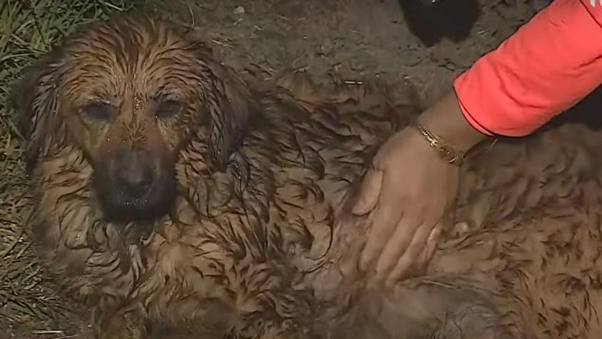Hallan perro perdido en sector de Miraflores Alto en Viña del Mar