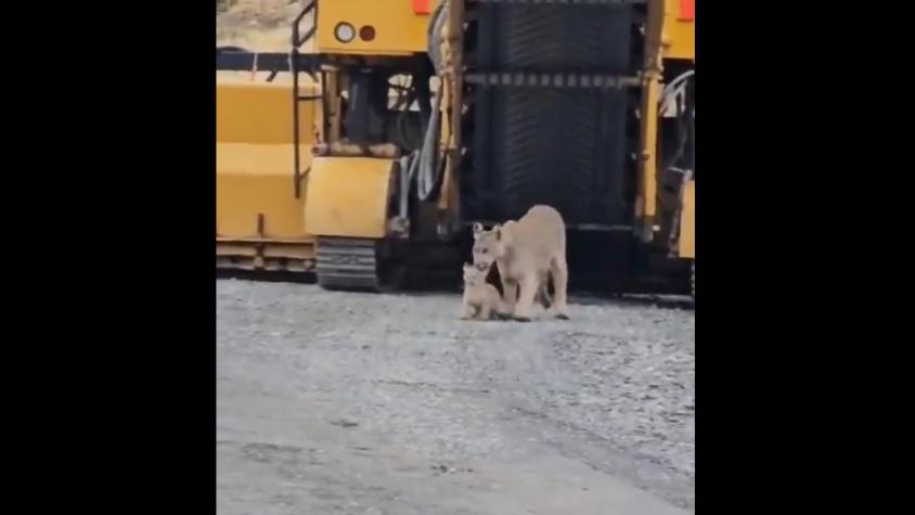 VIDEO | Registran a madre puma "rescatando" a su cría en ruta de Torres del Paine