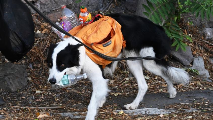 Se llama "Sam": La historia del perro chileno que recicla basura en el Parquemet con su humano