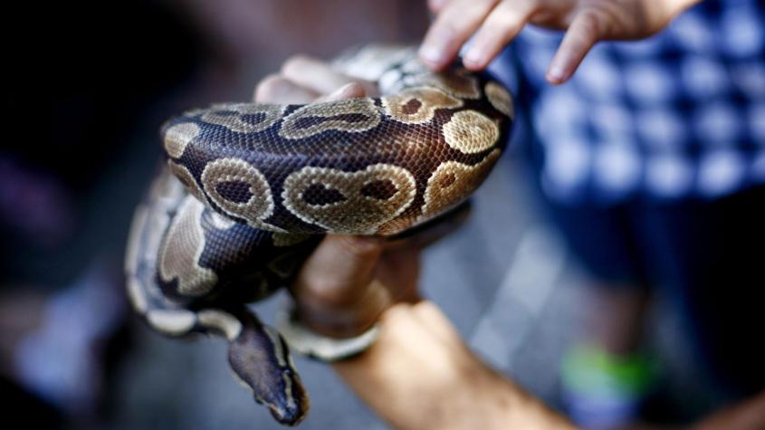 Científicos recomiendan incluir serpientes en nuestra dieta nutricional