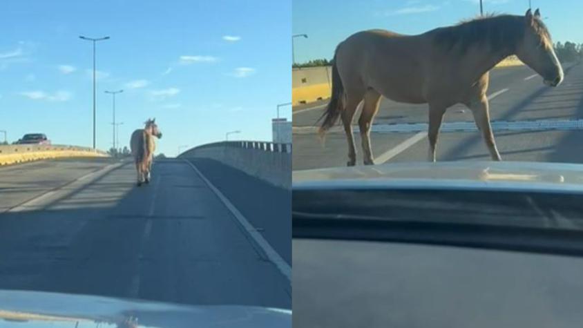 Captan a caballos transitando en plena autopista en Concepción