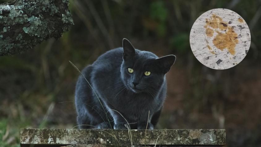 ¿Por qué un gato tiene en alerta a la ciudad de Fukuyama en Japón?