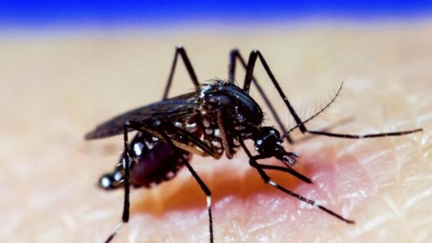 Ministerio de Salud confirmó 3 casos autóctonos de dengue en Rapa Nui