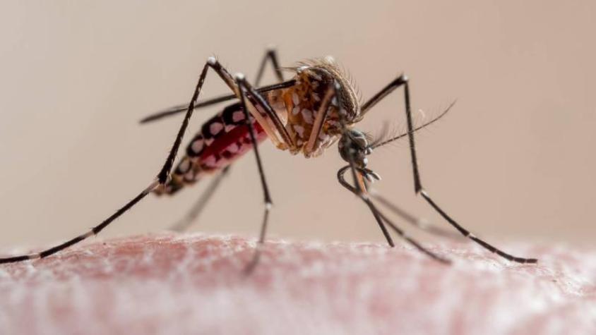 ¿Cómo reconocer al mosquito que transmite el dengue?