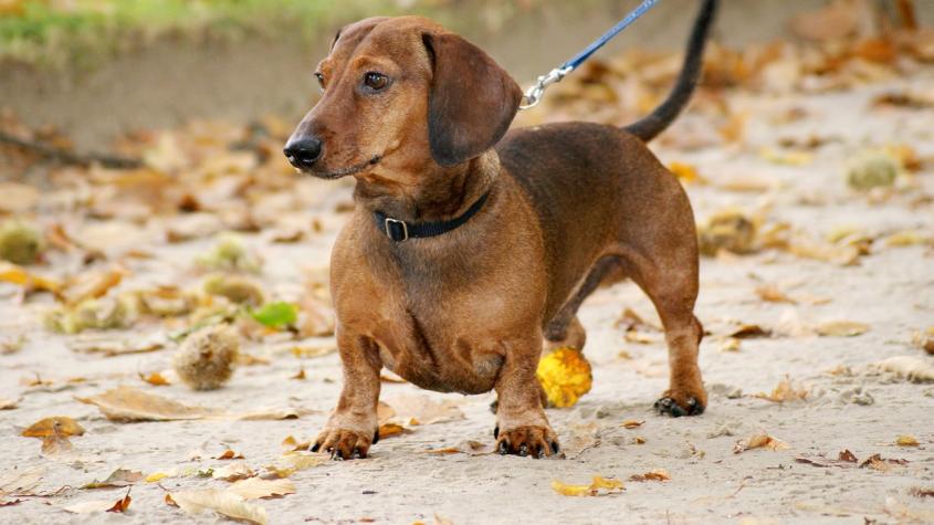 ¿Peligran los perros salchichas? Nueva ley de bienestar animal genera polémica en Alemania