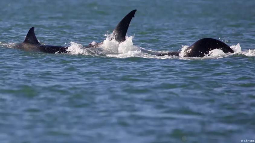 Captan el momento en que una orca devora un tiburón blanco