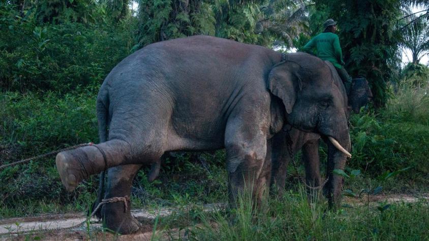 Se han encontrado crías de elefante enterradas, ¿qué significado tiene?