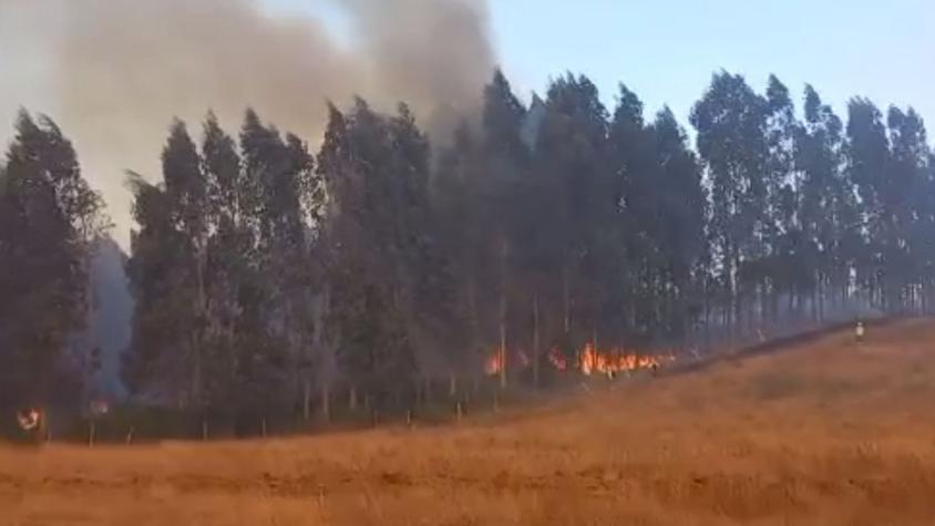 Escuchan disparos en medio de combate de incendio en Tirúa: Aviones y helicópteros fueron retirados