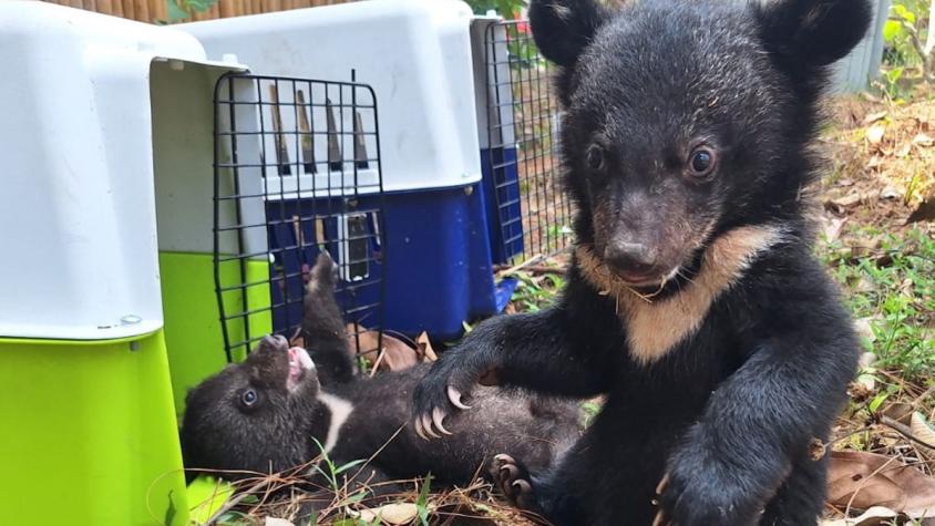 Rescatan 16 cachorros de oso en Sudeste Asiático: Estaban a cargo de un comerciante de animales