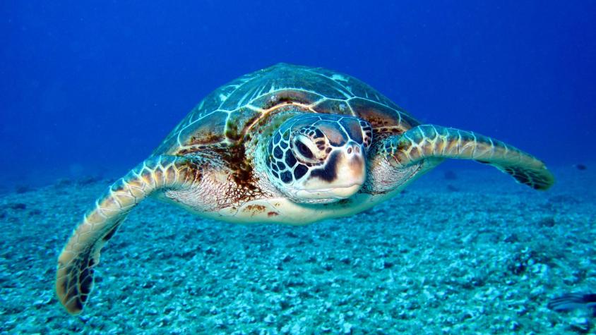 8 niños y una mujer adulta murieron tras comer carne de tortuga marina en Tanzania